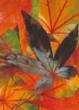 Bastet - Herbststimmung