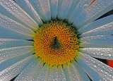 Bastet - Sommerblumen