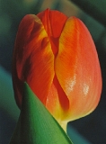 Bastet - Sommerblumen
