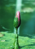 Bastet - Wasserblumen