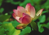 Bastet - Wasserblumen