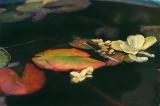 Bastet - Wasserblumen